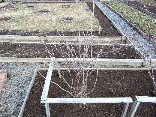 обрезка смородины осенью, весной 3