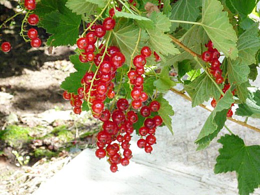 обрезка смородины осенью, весной 5