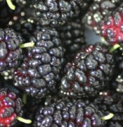 варенье из шелковицы рецепт