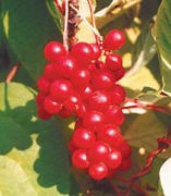 компот из лимонника рецепты