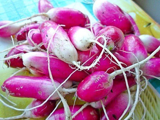 посадка и выращивание редиса на даче - урожай