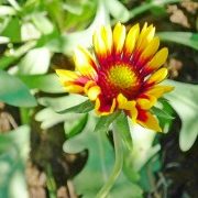 цветы гайлардия 2
