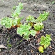 ревень посадка, выращивание - первые почки