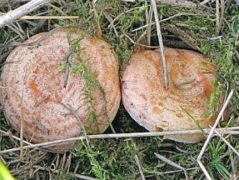 как солить грибы рыжики