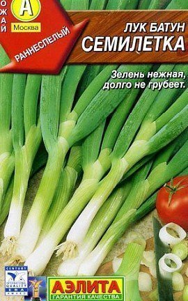 лук-батун, выращивание из семян, сорт семилетка
