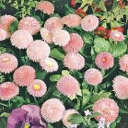 цветы маргаритки, выращивание 1-2