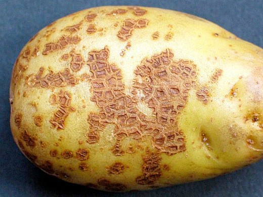 болезни картофеля парша