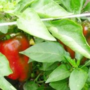 лучшие сорта толстостенных перцев с описанием и фото 1