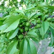 болезни и вредители плодовых деревьев 1-2