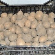 проращивание картофеля перед посадкой - на свету