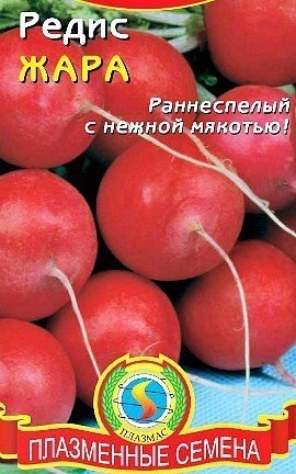 выращивание редиса в теплице - семена сорт жара
