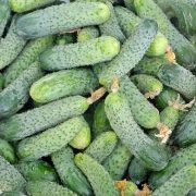 выращивание рассады огурцов в домашних условиях - урожай