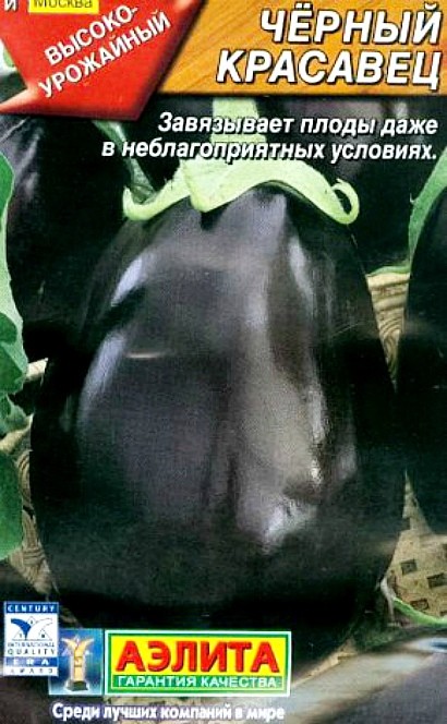 лучшие сорта баклажанов для открытого грунта для разных регионов, черный красавец