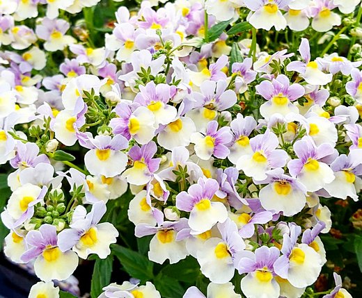 выращивание цветов немезии из семян